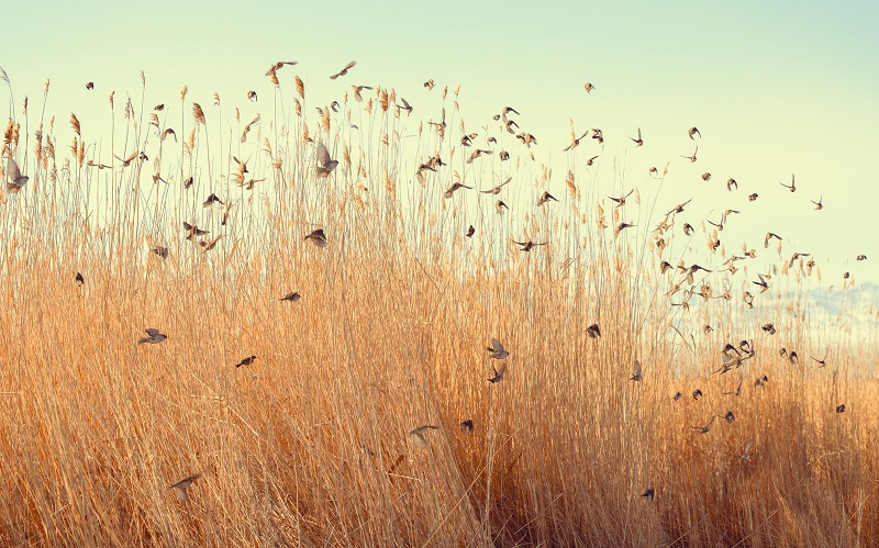 Khar us lake national park mongolia