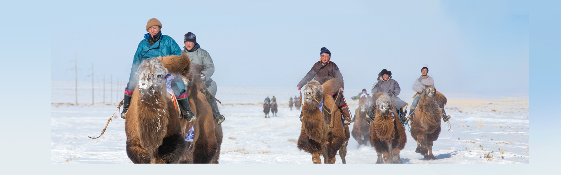 camel_festival_mongolia