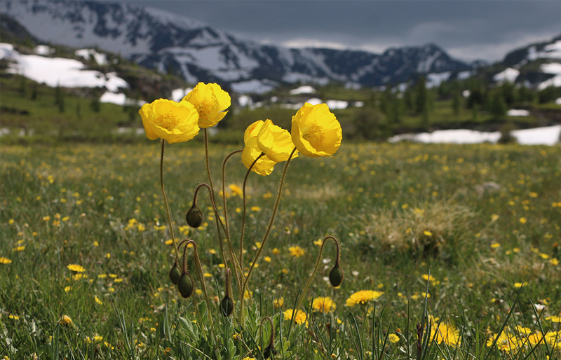 Flower altai mountains