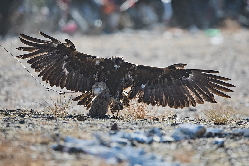 eagle catches the prey during golden eagle festival by Batzaya Choijiljav