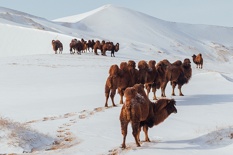 Gobi desert Mongolia Landscape photography