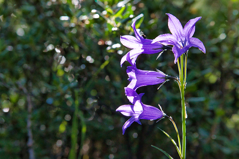 Khovsgol province trekking and hiking tour 