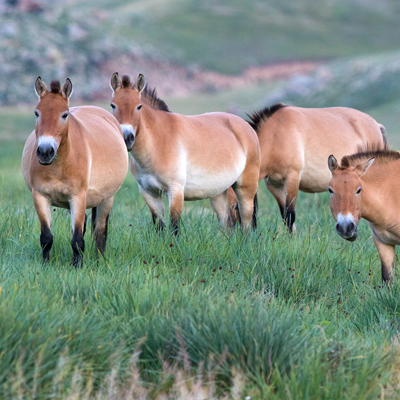 Khustai_national_park
