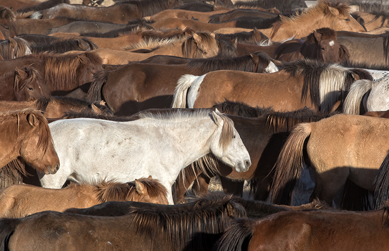 horse photography mongolia