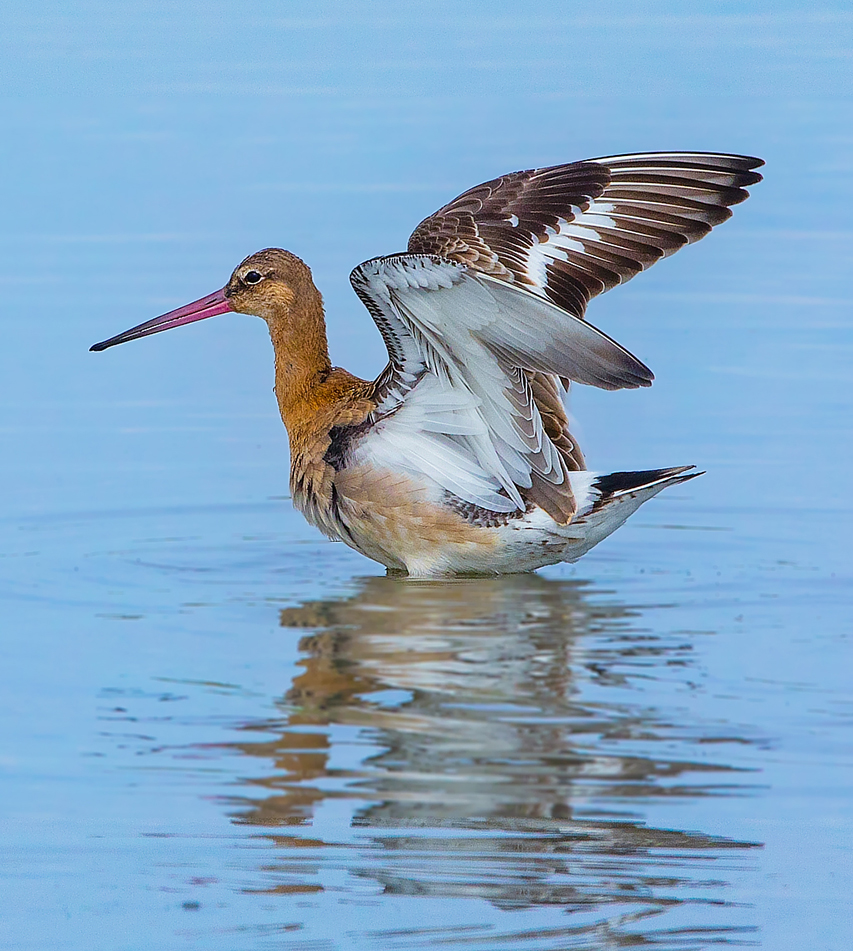 rare birds in mongolia black-tailed-godwit photo