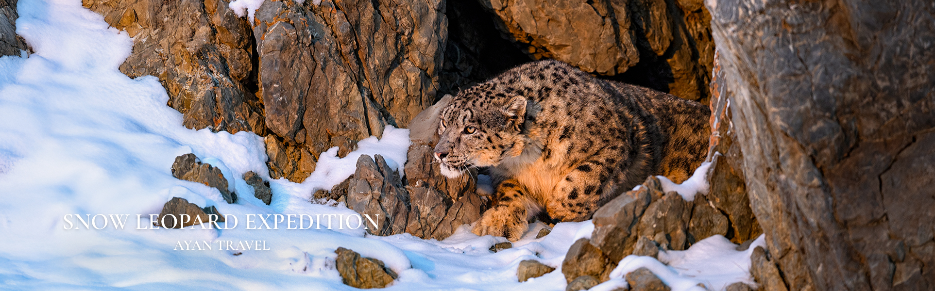 Snow-leopard-expedition-Mongolia