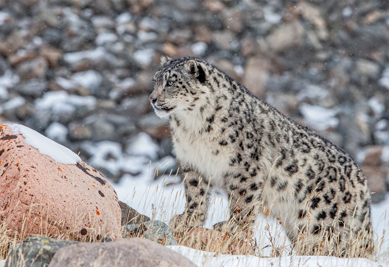 Snow leopard Expedition with ayan travel mongolia