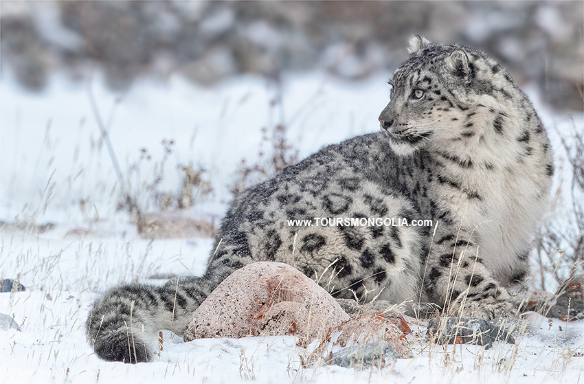 Snow Leopard Mongolia