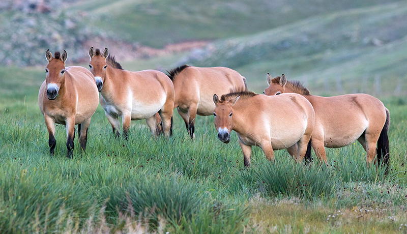 Takhi_horses_mongolia