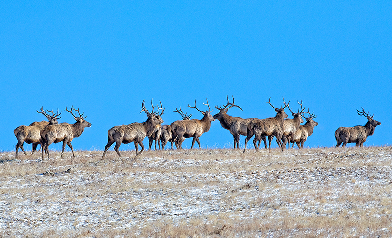 Mongolia red deer photo tour