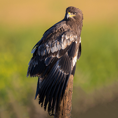 husta birding destination in mongolia