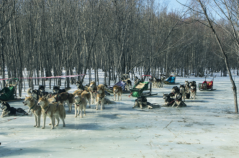dog_sledding_mongolia