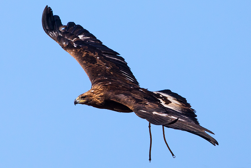 mongolia_bird_mongolia