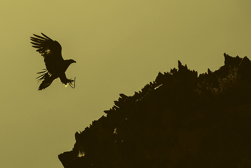 eagle_photos_mongolia