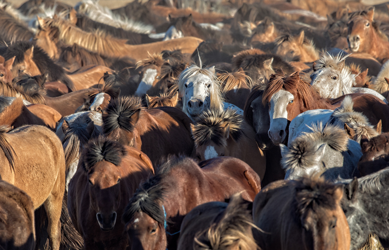 Eastern mongolia horse riding tour