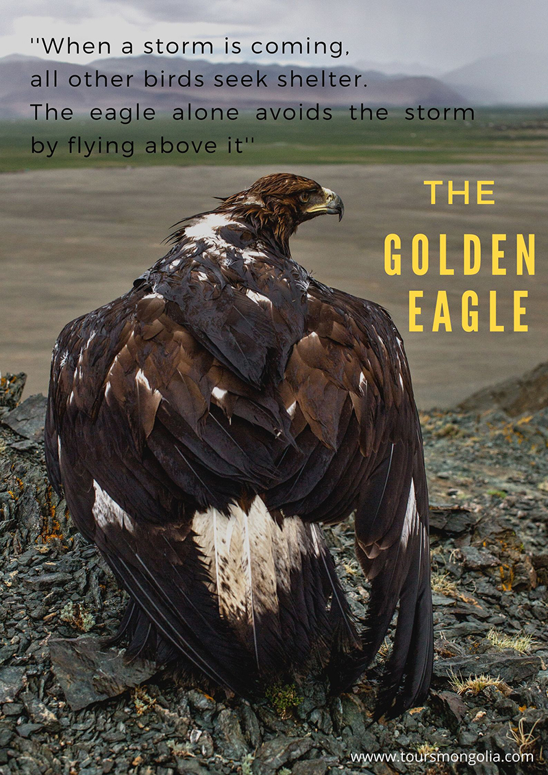 golden_eagle_mongolia