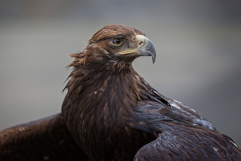 golden_eagle_hunting_mongolia