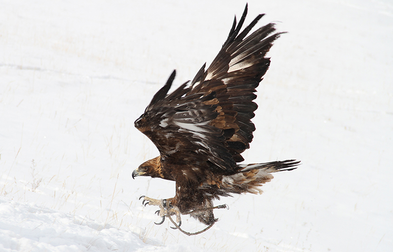 golden _eagle_winter_photos