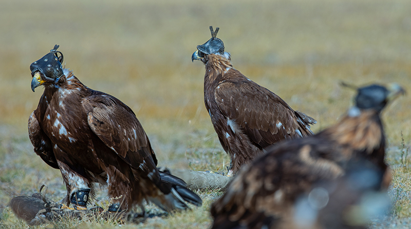 hunter_bird_mongolia