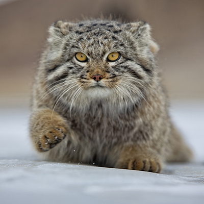 Khustai national pars is destination for wildlife