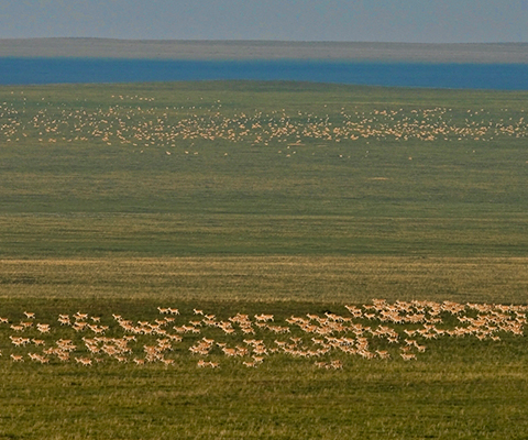 menen-steppe-mongolia