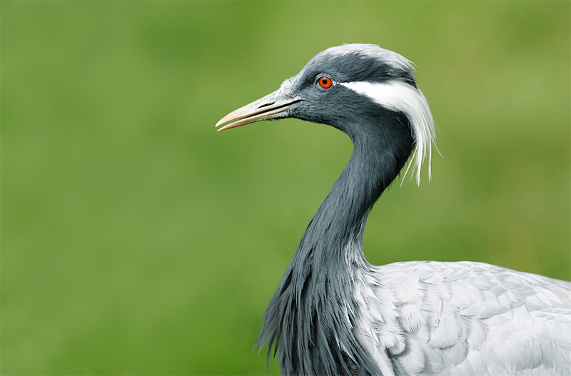 mongolia_bird_watching