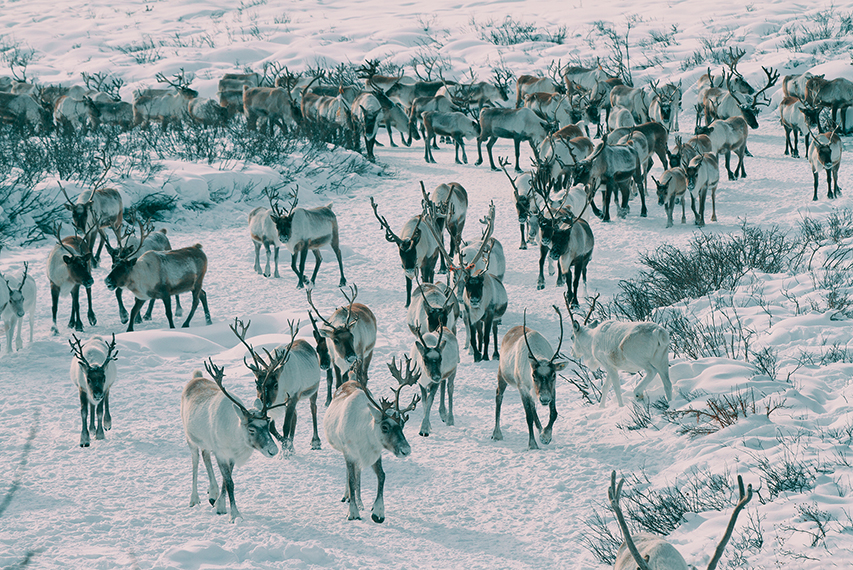 mongolia wild animal photo by baztaya choijiljav reindeer