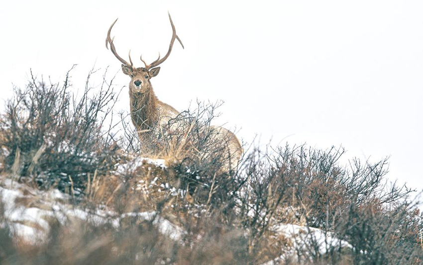 mongolian wild animal photo by batzaya choijiljav red deer