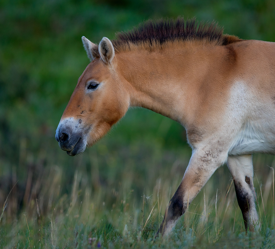 mongolia wild animal photo by batzaya choijiljav takhi wild horse