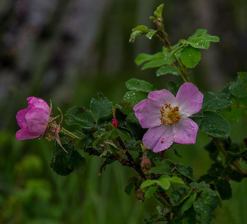 mongolia nature photos by batzaya choijiljav wild flower