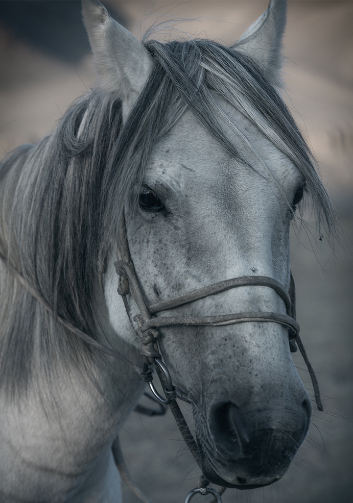 horse photography mongolia