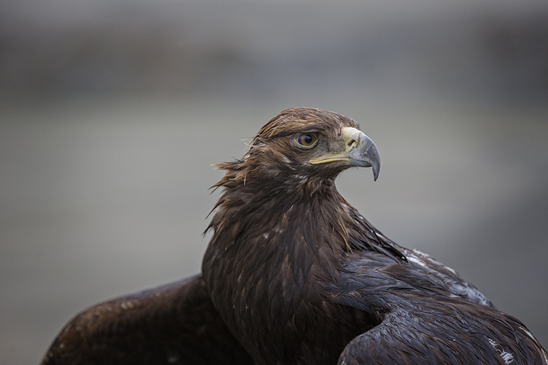 photos_mongolia_golden_eagle