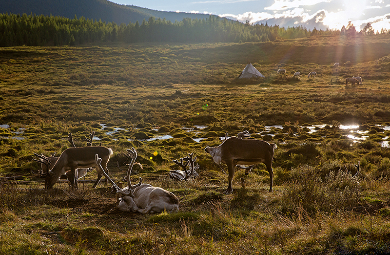 fall-photos-mongolia