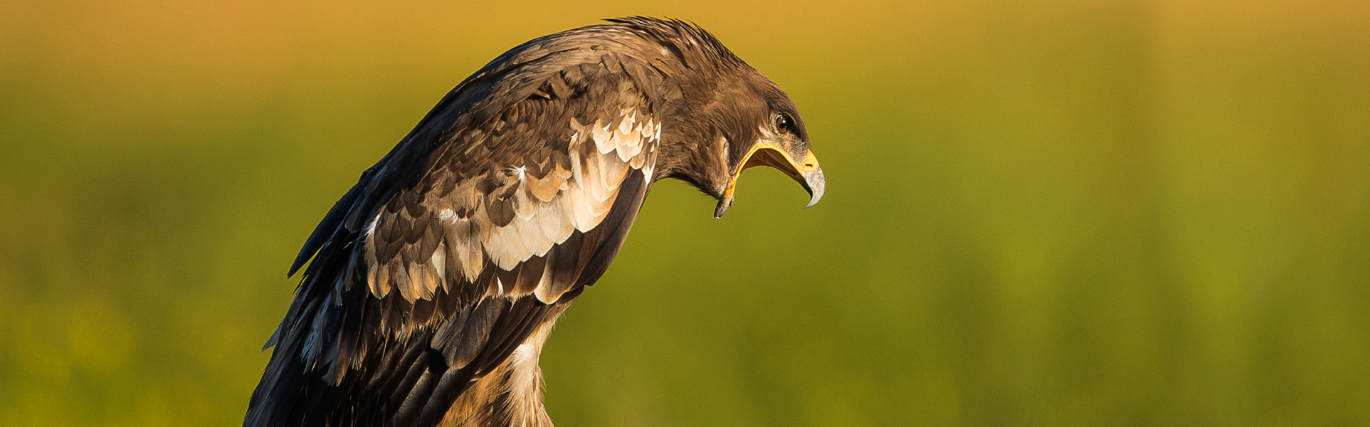 western_mongolia_bird_watching_tours