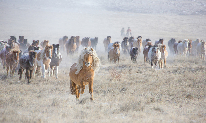 winter_horse_festival_tour_mongolia