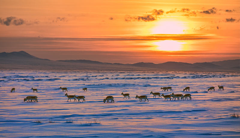 Winter in mongolia Gazelle